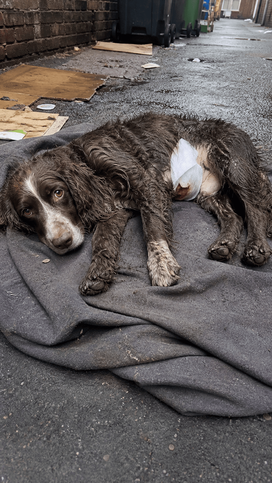 Puppy s astonishing recovery after internal organs torn out