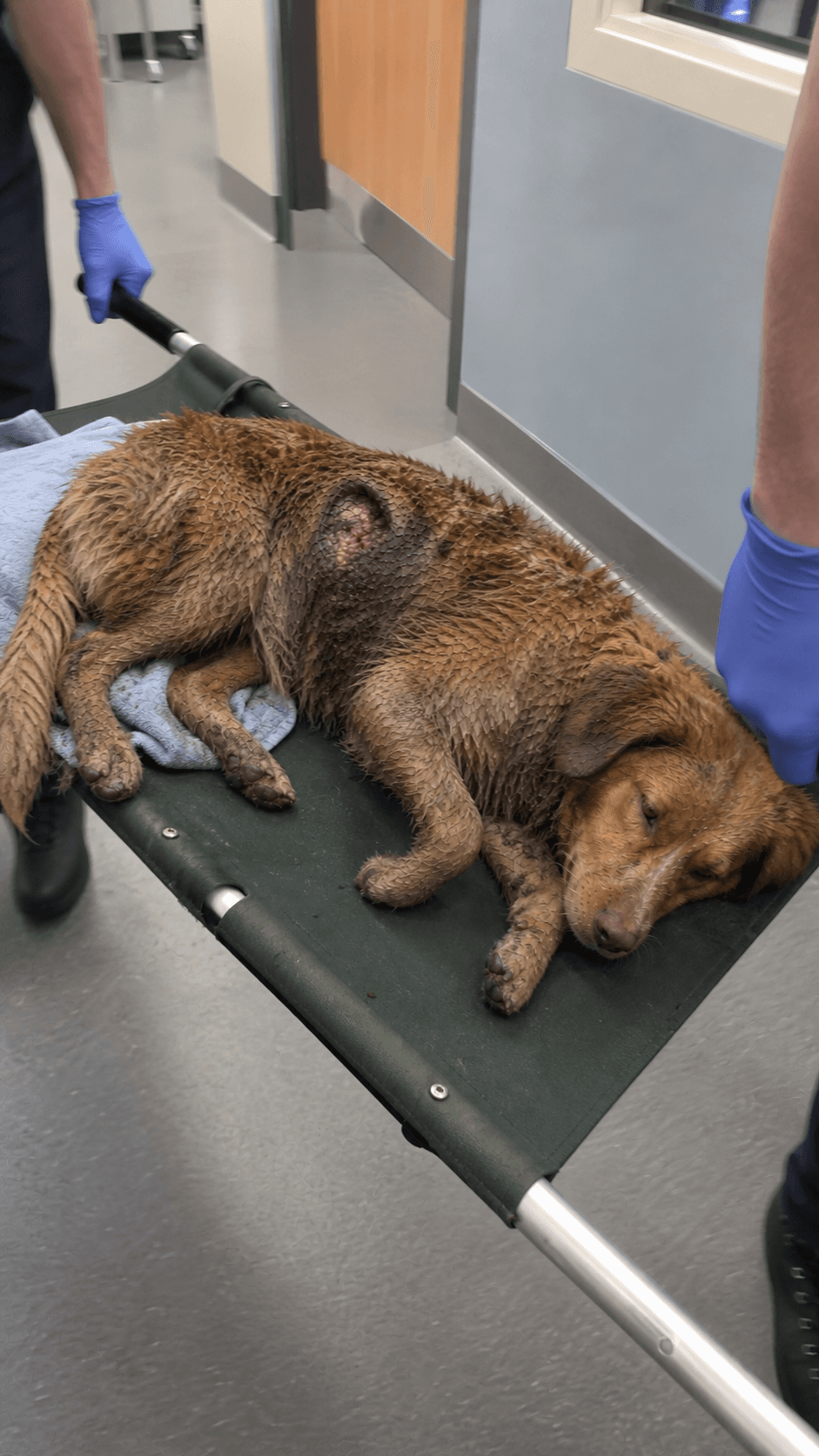 Initial assessment · injury and rescue intake