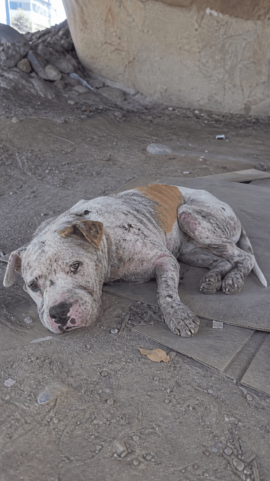 An old boy was dying from mange but not anymore