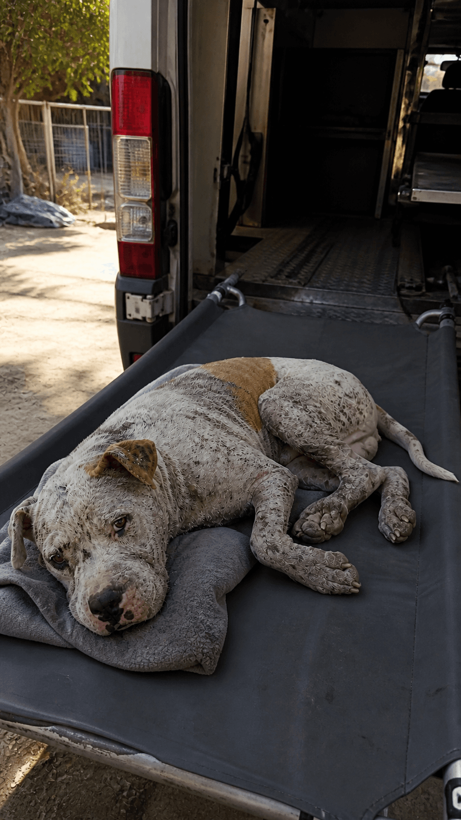 Initial assessment · injury and rescue intake