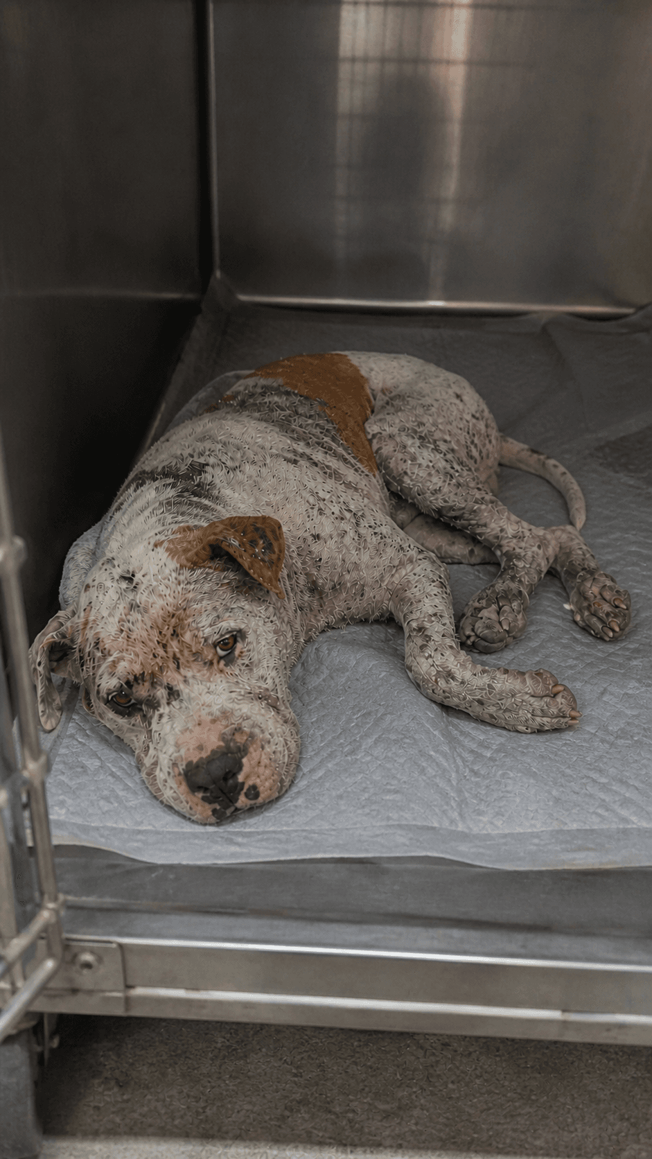 Initial assessment · injury and rescue intake