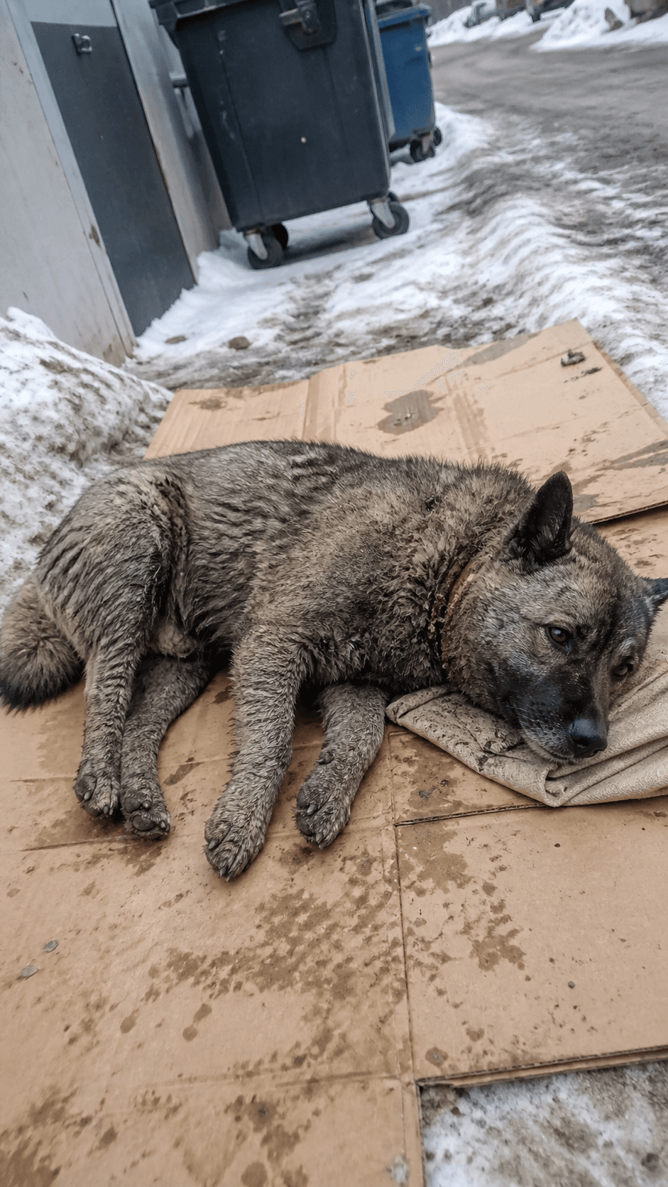 Dog rescued with wire embedded in neck long road to emotional