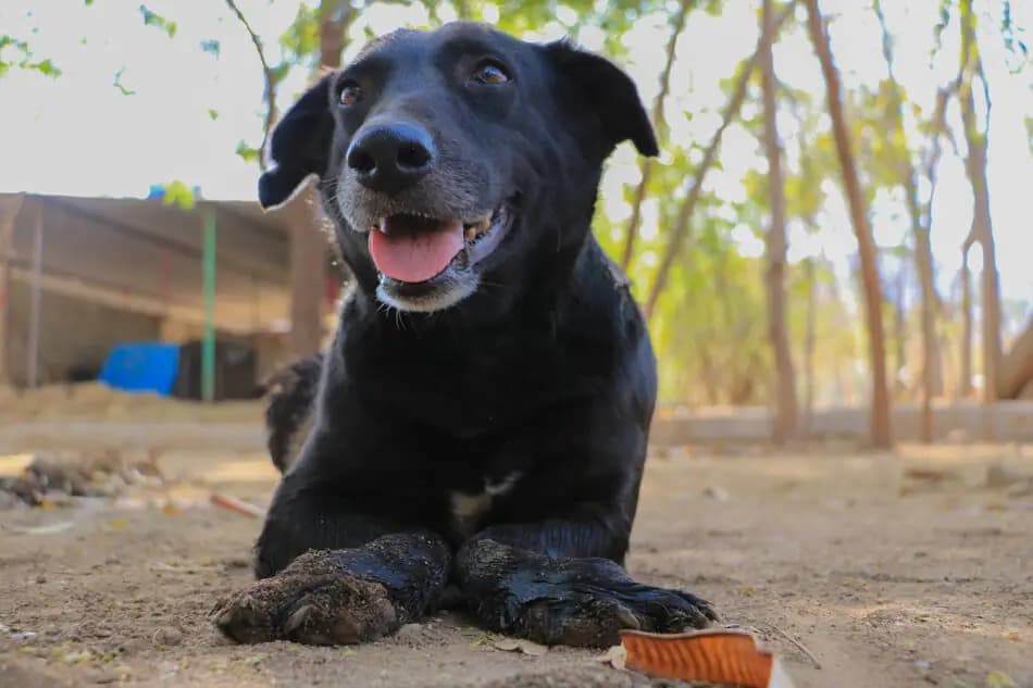 A rescued animal receiving compassionate care