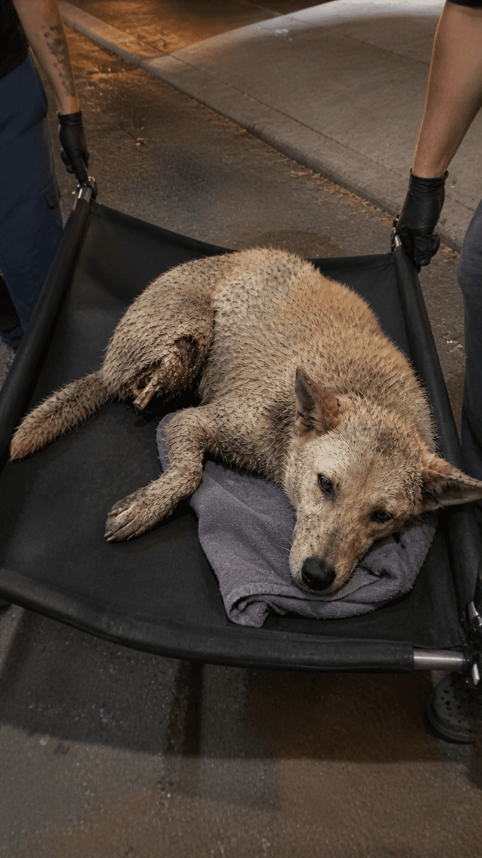 Initial assessment · injury and rescue intake