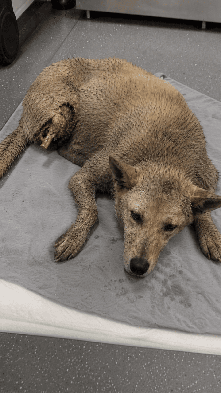 Initial assessment · injury and rescue intake