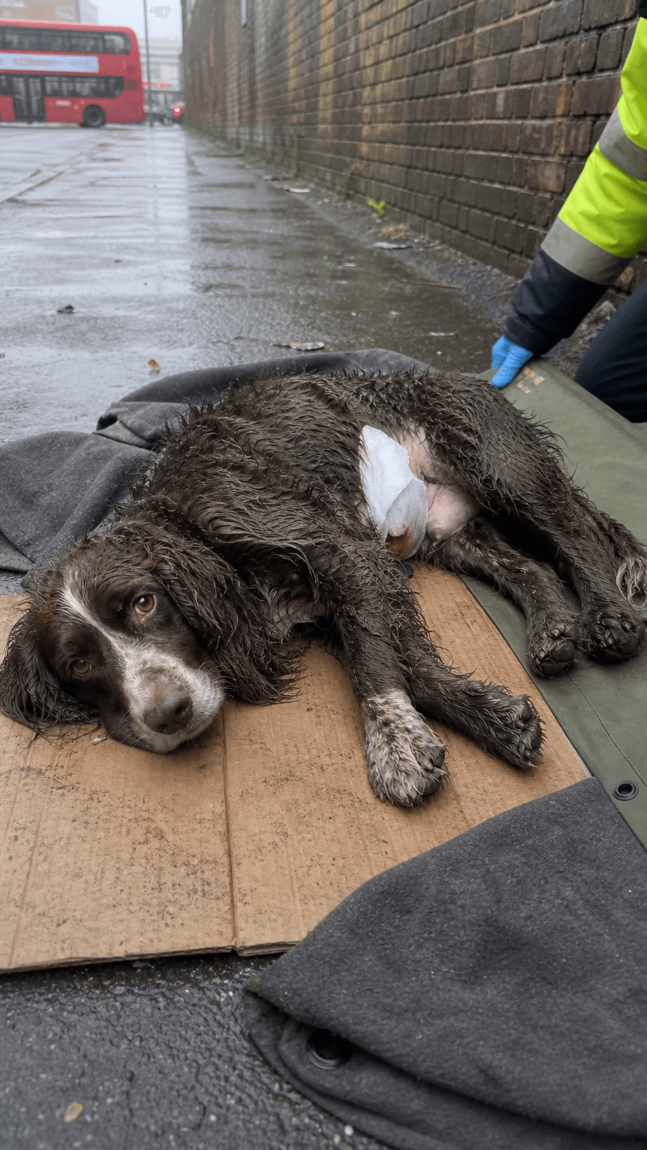 Initial assessment · injury and rescue intake