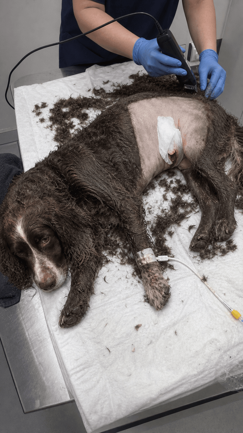 Puppy s astonishing recovery after internal organs torn out Treatment phase · clinical care in progress