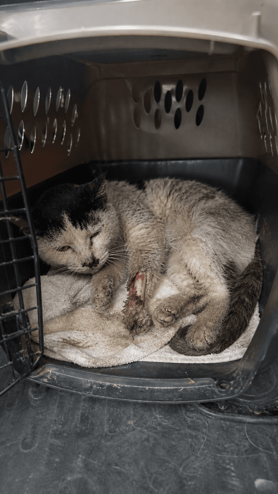 Initial assessment · injury and rescue intake