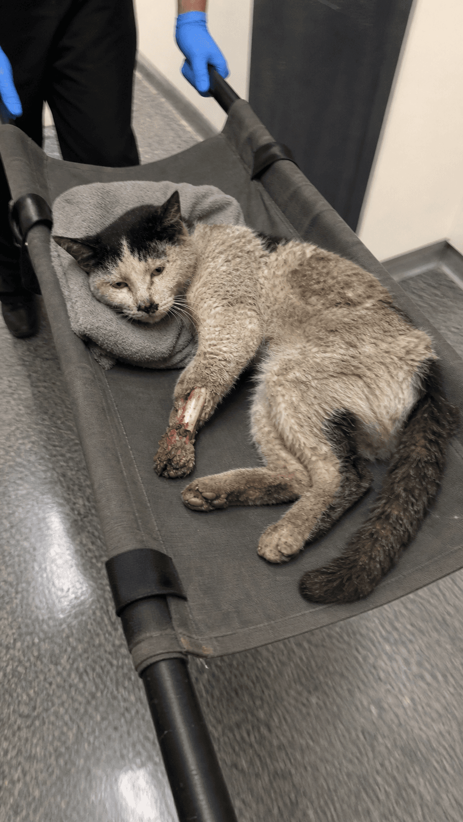 Initial assessment · injury and rescue intake