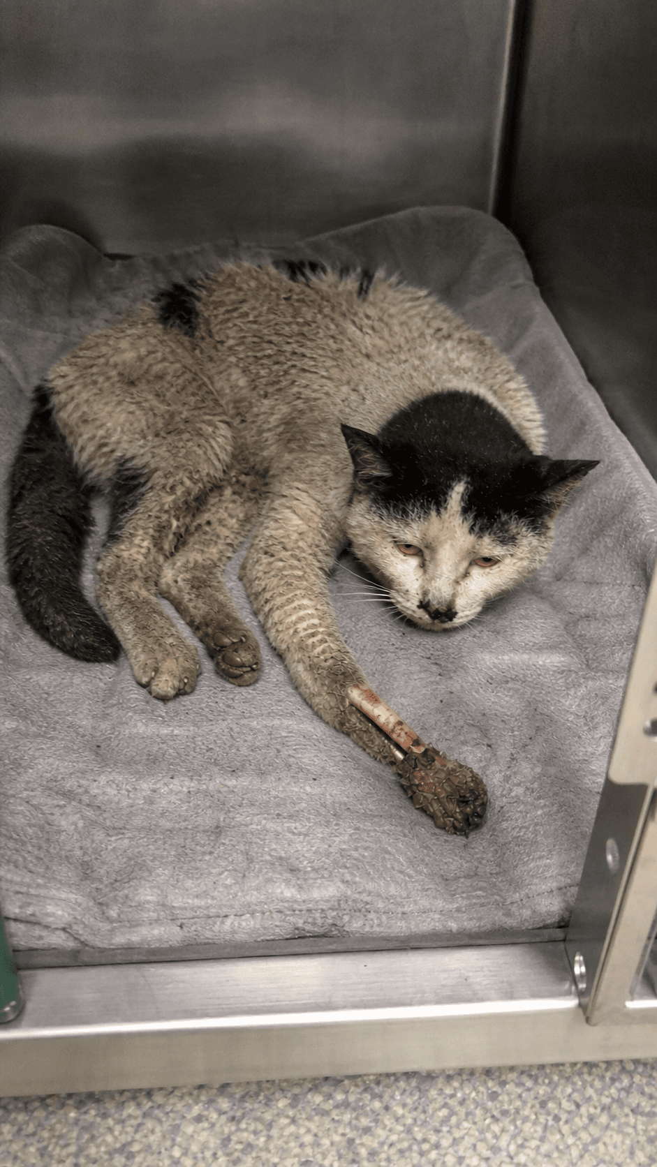 Initial assessment · injury and rescue intake