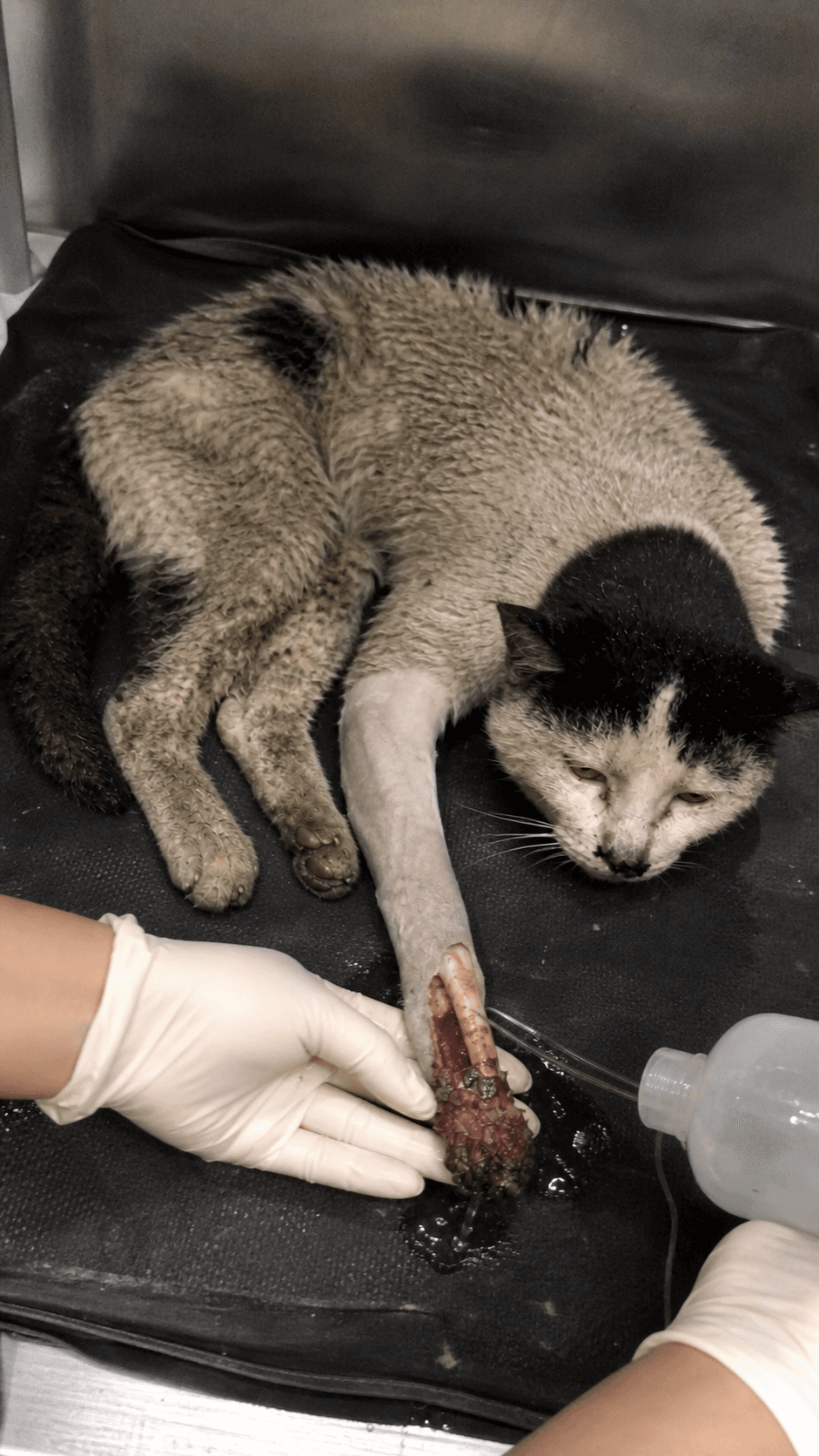Victor Treatment phase · clinical care in progress