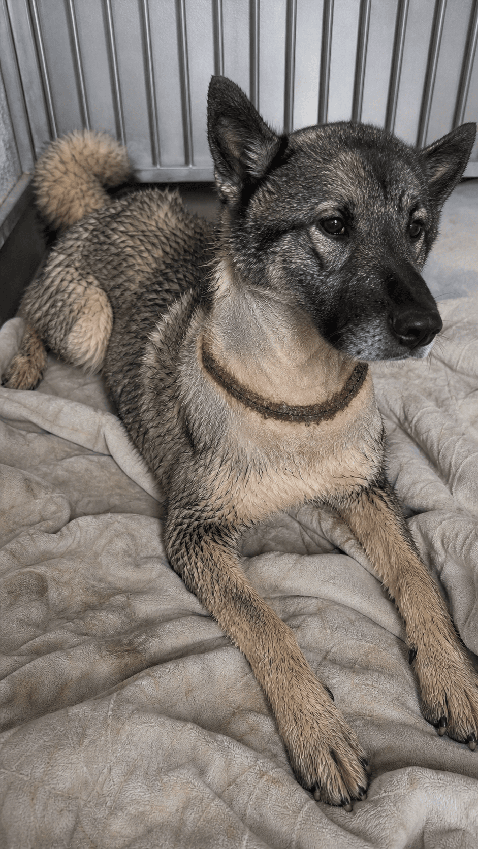 Dog rescued with wire embedded in neck long road to emotional Completion phase · recovery confirmed
