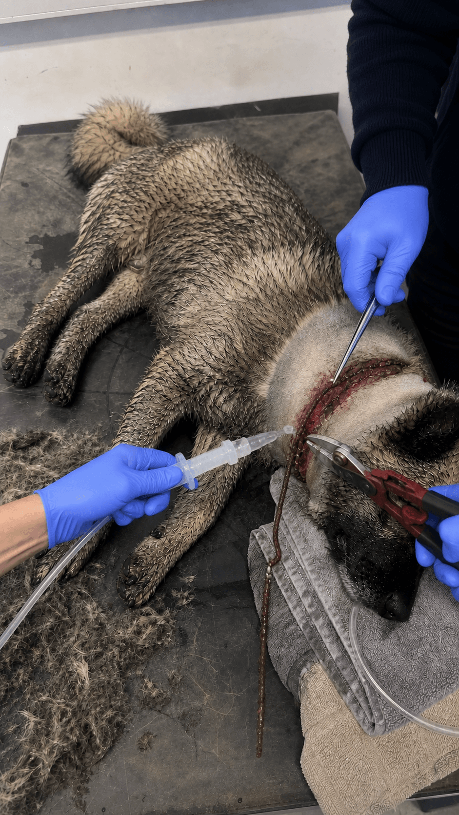 Treatment phase · clinical care in progress